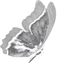 3D Y2K Butterfly